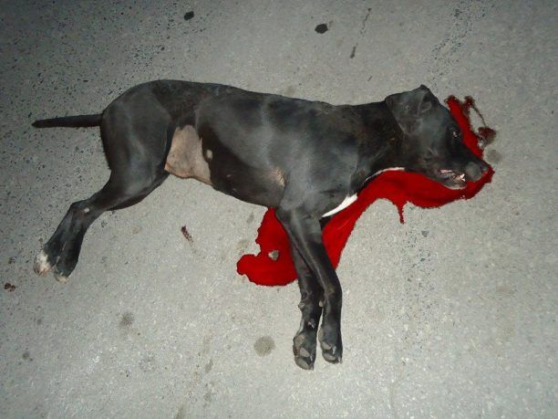 Λάρισα: Βρήκαν τα σκυλιά νεκρά να κείτονται στην άσφαλτο